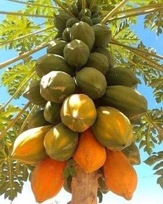 Papaya.jpg