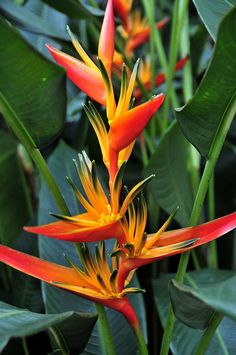 heliconia.jpg