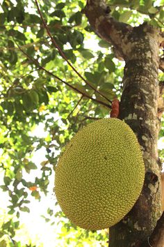jack-fruits.jpg